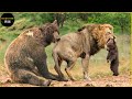 母グマが子グマを守るために勇敢にライオンと戦う30の瞬間 | アニマル