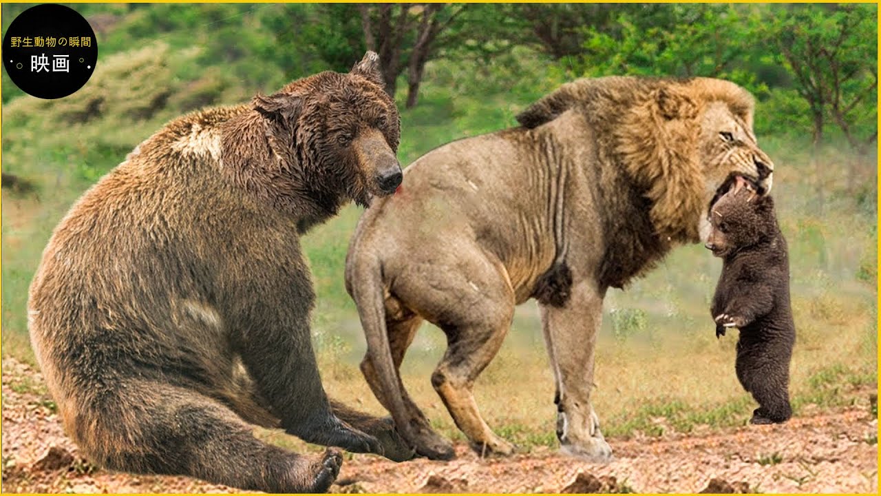 母グマが子グマを守るために勇敢にライオンと戦う30の瞬間 | アニマル