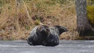 Saimaa ringed seal (Pusa hispida saimensis) - Saimaannorppa - Nikon Coolpix P900