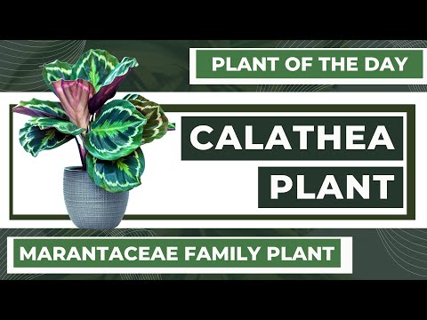 Calathea Plant Lighting, Watering, Humidity and Temperature | Plant of the Day | Plant Episode 19