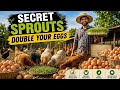 5 NATURAL FOODS To Boost EGG PRODUCTION In Chickens👌| Sprouts For Chickens | Backyard Chicken