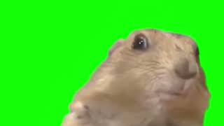 Dramatic Chipmunk Turning Around 😳 | Green Screen Meme Template