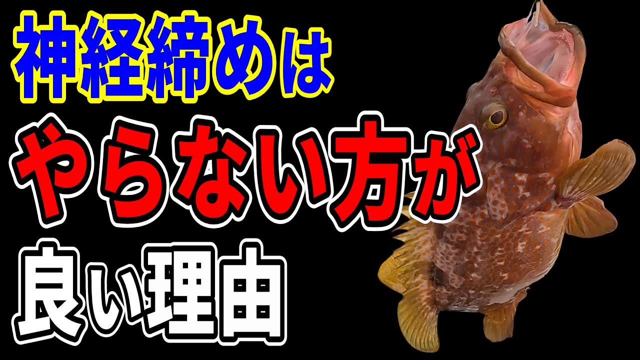 釣り初心者でも釣った魚を美味しくするコツ