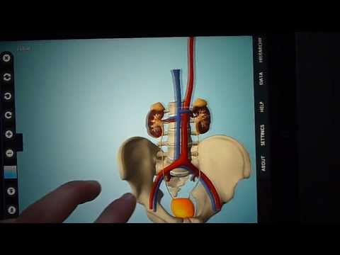 Anatomy 3D - Anatronica screenshot for Android