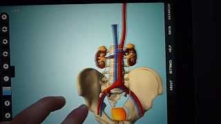Anatronica3D - Interactive Human Anatomy 3D (iOS/Android) screenshot 3