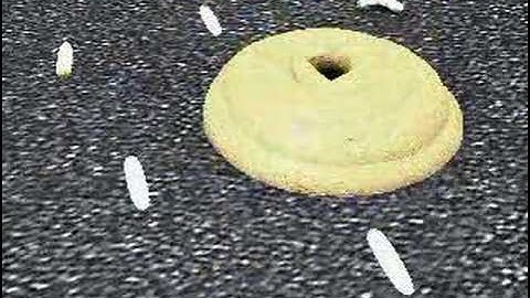 Tutorial results: Shit and Maggots