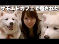 わんこだいすき女が念願のサモエドカフェ行ったら癒されすぎてむり。。。。