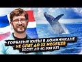 Огромные горбатые киты в Доминикане! Редкие кадры прыжка из воды!