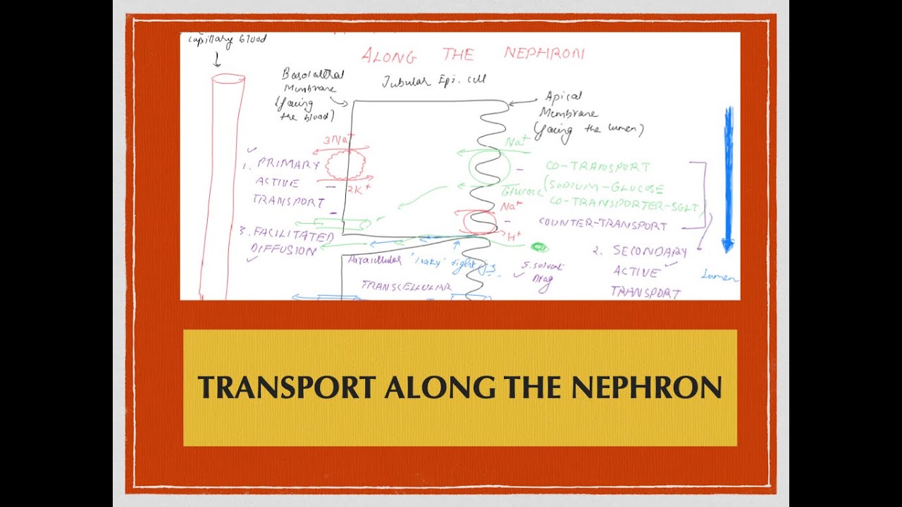 Transport Along the Nephron - YouTube