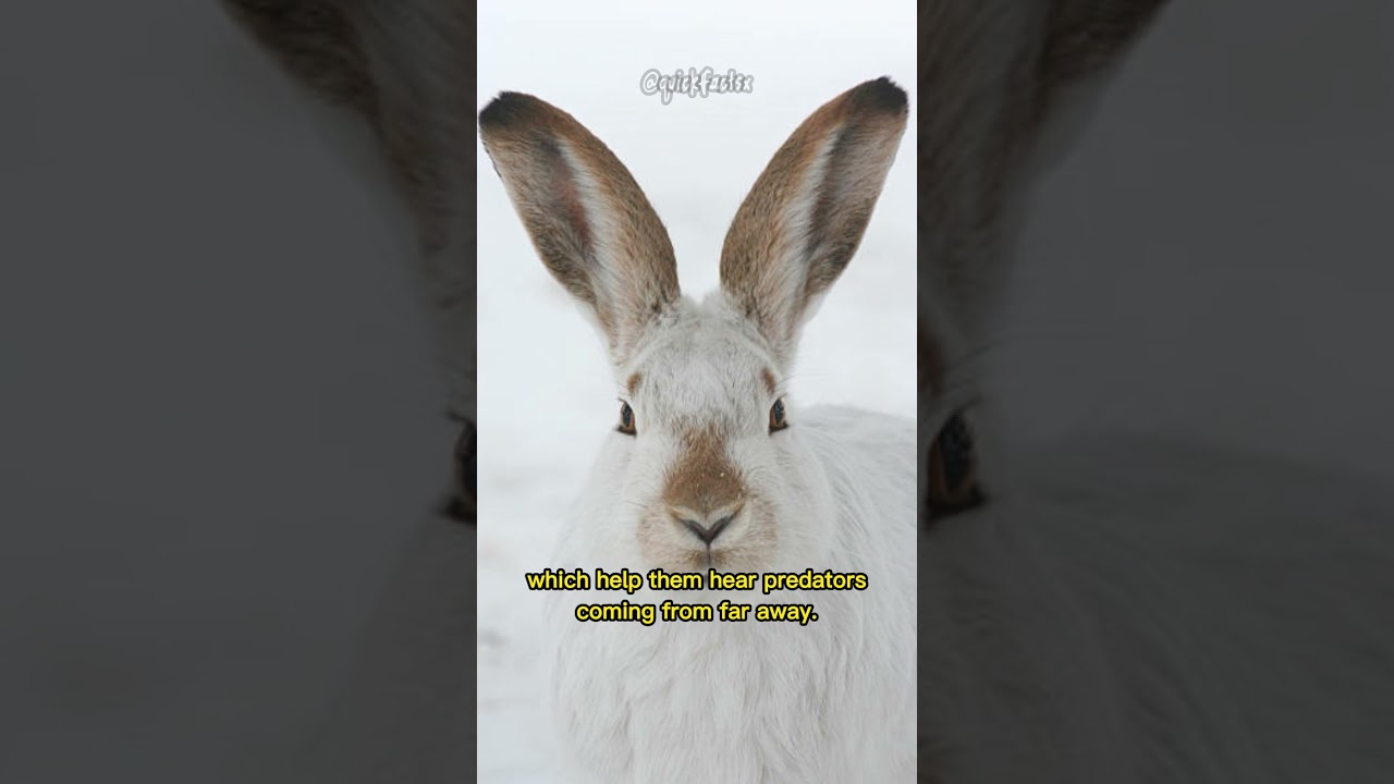 White-Tailed Jackrabbits | The Greatest Land Jumpers 