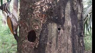 tonton teros..burung platok bawang.mengerami telor ny menetas satu ekor.