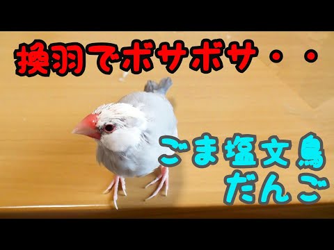 Java sparrow with feathers changing