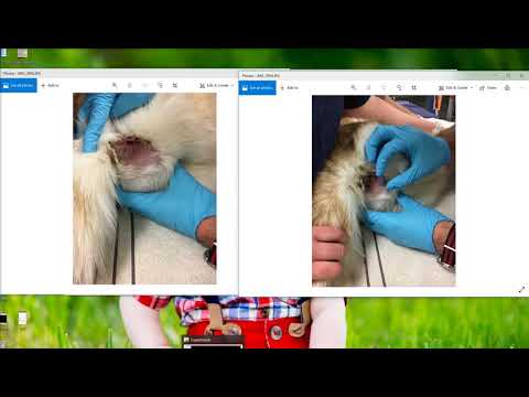 Video: Anaalklierkanker Bij Honden Dog