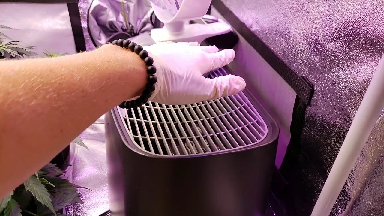 Autoflower grow journal. My 1st grow. 2x2 grow tent setup. Micro grow. Day 28