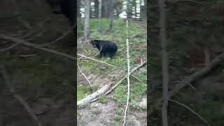 Black Bear Nears Yellowstone Road, People Quickly Enter Cars