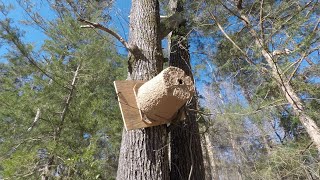 The Easiest Way to Catch Honeybee Swarms