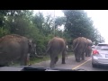 Elephants on the road