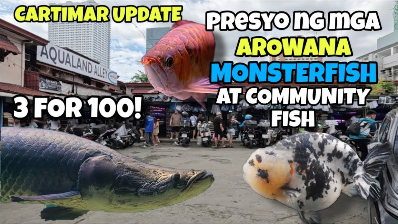 CARTIMAR LATEST FISH UPDATE| PRESYO NG MGA AROWANA..MONSTERFISH..AT COMMUNITY FISH!!3 FOR 100!!😱😱😱