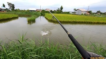 Chia Sẻ Cách Móc Nhái. Kết Quả Trúng Cá Tại Đồng Lúa Trà Vinh