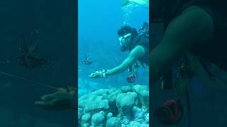 This man is crazy!
Subscribe! https://www.youtube.com/c/FintasticFilms
Why is my divemaster removing this venomous fish? And why is he playing with a spiky sea urchin? Watch to find out why! This man is crazy!