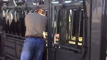 Cattle / Bovine Insemination In Oklahoma