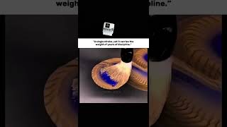 The Art Of Effortless Perfection