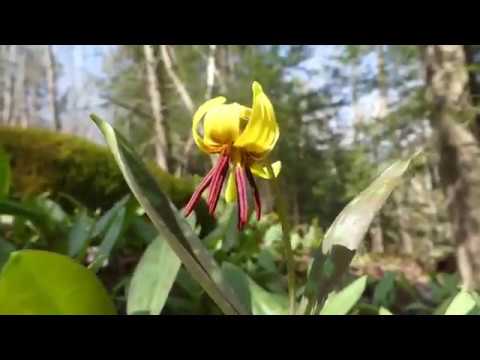 Video: Dogtooth Trout Lily Care - Sfaturi despre plantarea bulbilor violet de Dogtooth