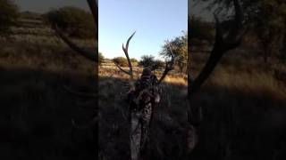 Regreso a casa 12 puntas redstags La Pampa Argentina