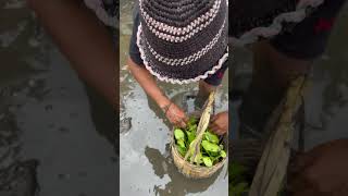 Catching Crab Near Mangrove forest After Water Low Tide |  BONG VATH | fishinglife seafood