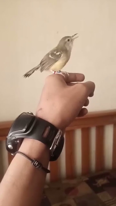 Ciblek paud belajar bunyi