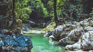 Download Lagu Suara Air Sungai dan Burung Kecil di Alam Liar MP3