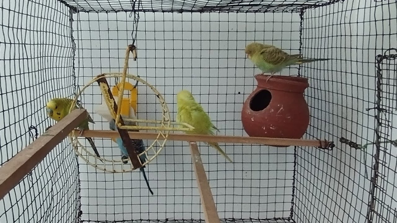 love birds live video