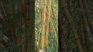 pavithram movie song,malyalam music, sarath #love #nature