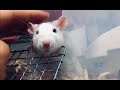 ファンシーラット なでなで待ち／ My lovely rat in a relax time