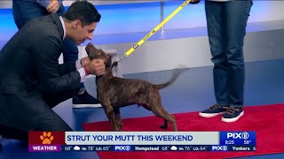 Strut Your Mutt: Saturday walk to raise money for homeless dogs, cats