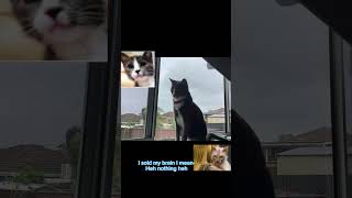 Roblox cat stories but the main cat actually has a brain