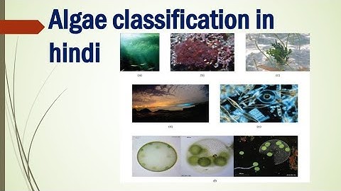 algae classification explained in hindi,|| algae classification acc. to their pigment or store food