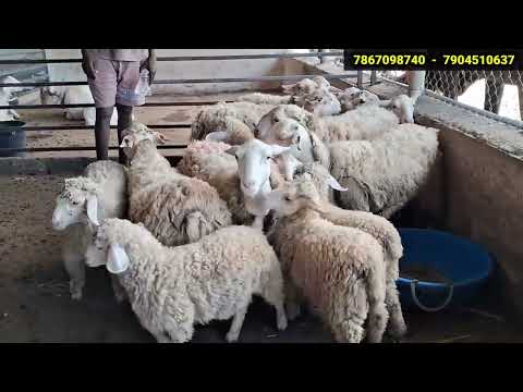#SKRfeeds #theni #tamilnadudairyfarm #Goatfarm #TMRfeed #cornsilage  #fishfeeding  #ricehusk 