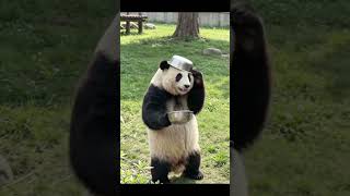 Unleash Laughter with the Giant Panda's Funniest Moments