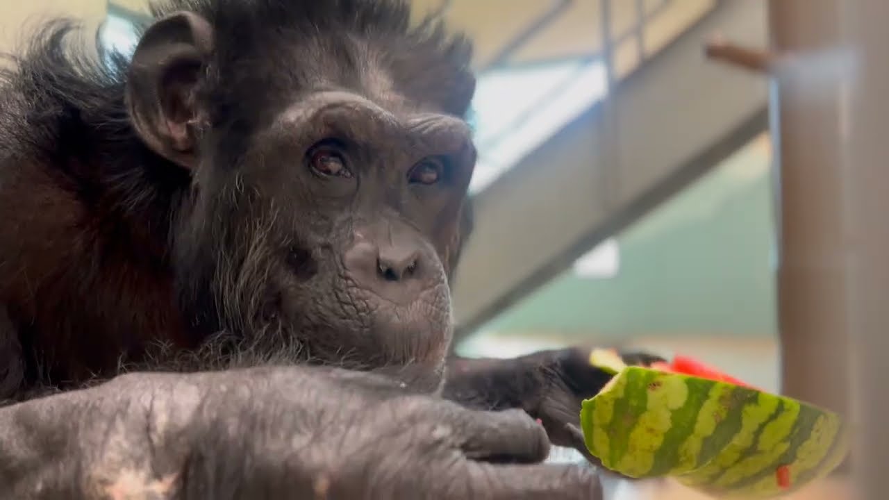 Mother's Day 2025 with rescued chimpanzees. Celebrating Jody's birthday in memoriam with lilacs.