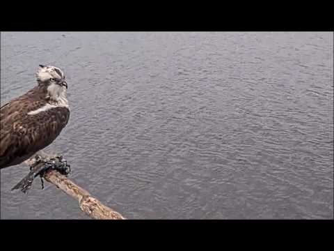 04 Apr am ~ Was Aran at Llyn Brenig pre homecoming? ~ ©NaturalResourcesWales,Brenig