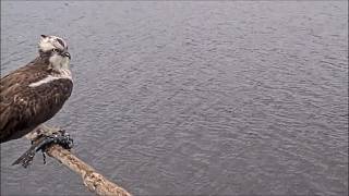 04 Apr Am Was Aran At Llyn Brenig Pre Homecoming? Naturalresourceswales,Brenig