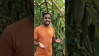 బయట కూరగాయలు 🫑🥕🥦 కొనే కన్నా మీరు ఇంట్లోనే ఇలా చేసుకోవడం వల్ల ఆరోగ్యానికి కూడా చాలా మంచిది 🤷🤷!#viral