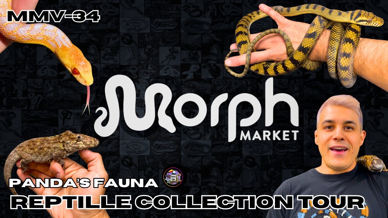 Panda's Fauna VERY RARE Reptile Collection Tour Part 1