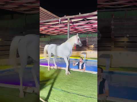 الخيل العربيه Horse العراق السعودية قطر الامارات الكويت البحرين اليمن الخليج سوريا مصر لبنان