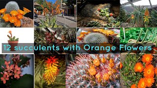 12 succulents with Orange Flowers