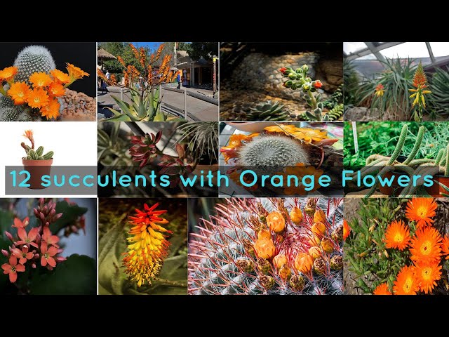 12 succulents with Orange Flowers - YouTube