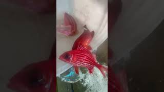 コロダイ、ユタカハタ、イットウダイ、オジサン（メンドリ）、他。漁師さんの釣り縄に掛かったものを頂きました。一気に水槽内に活気出ましたが、イシガキダイが追い回すため、隠れ家的にブロックで敷居しました。