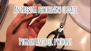 Pygmy Pythons Eating!