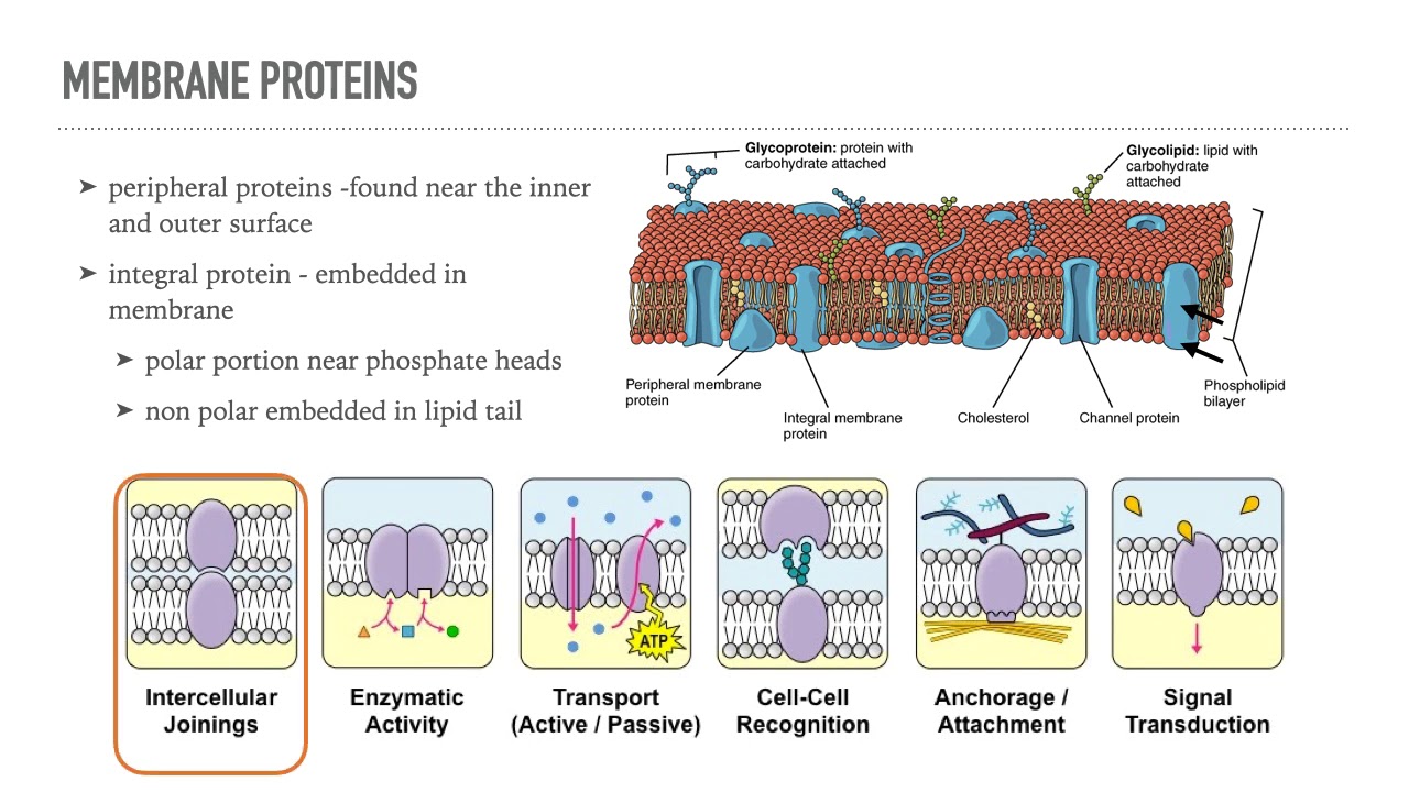 Cell Membranes and Transport